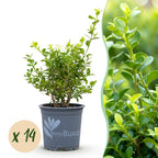 Buxus – 14 Pflanzen, Ø 11 cm, 25–30 cm hoch