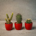 Lot de 3 cactus en mini-pot rouge – Ø6 cm, 8–12 cm de haut