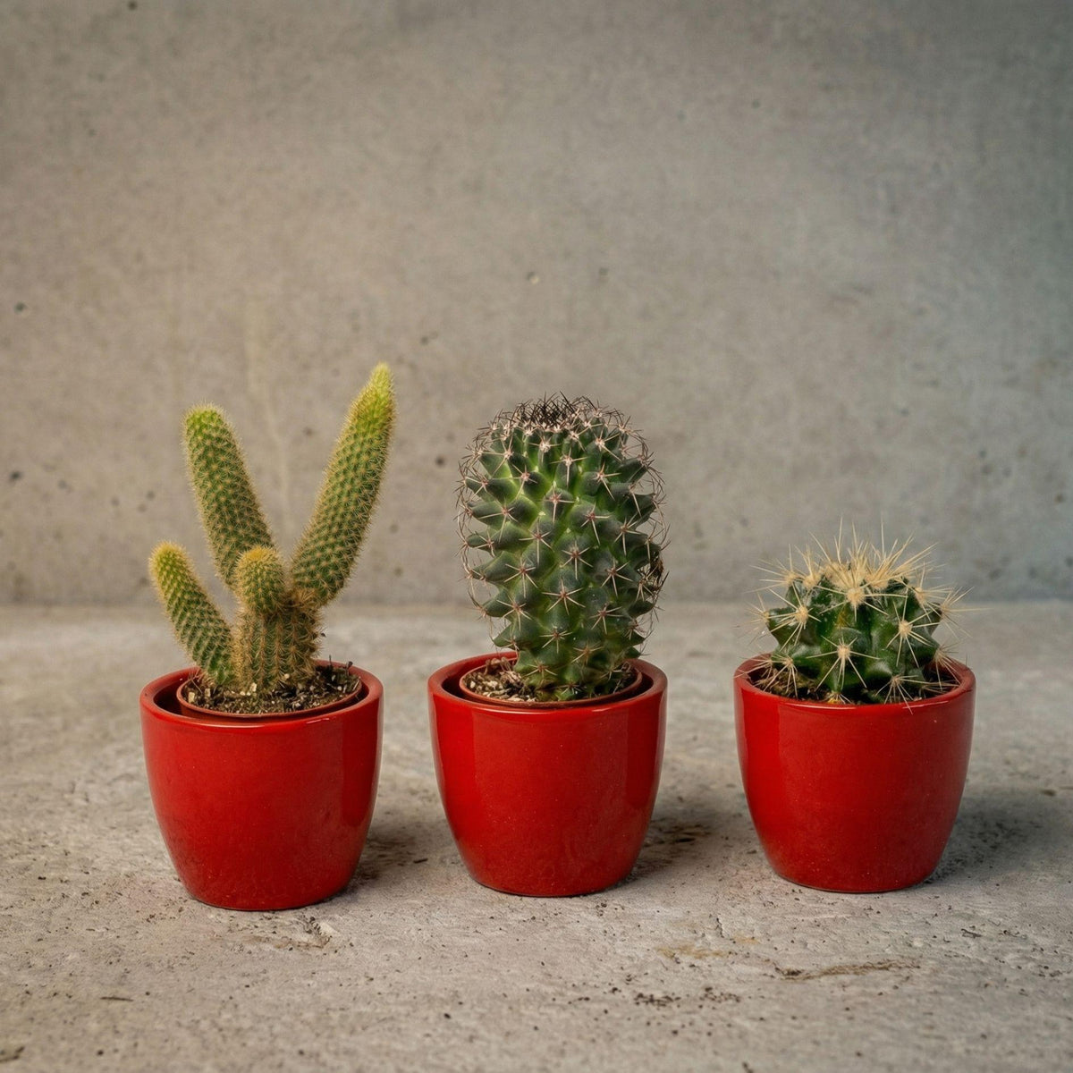 Lot de 3 cactus en mini-pot rouge – Ø6 cm, 8–12 cm de haut
