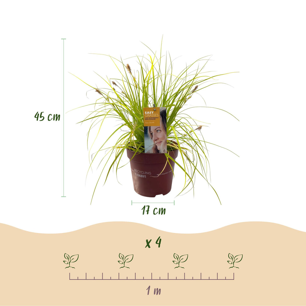 Carex oshimensis 'Everillo' (zegge) – geel – Ø17 cm, 50 cm hoog