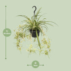 Chlorophytum comosum Variegatum (graslelie) – Ø14 cm, 55 cm hoog