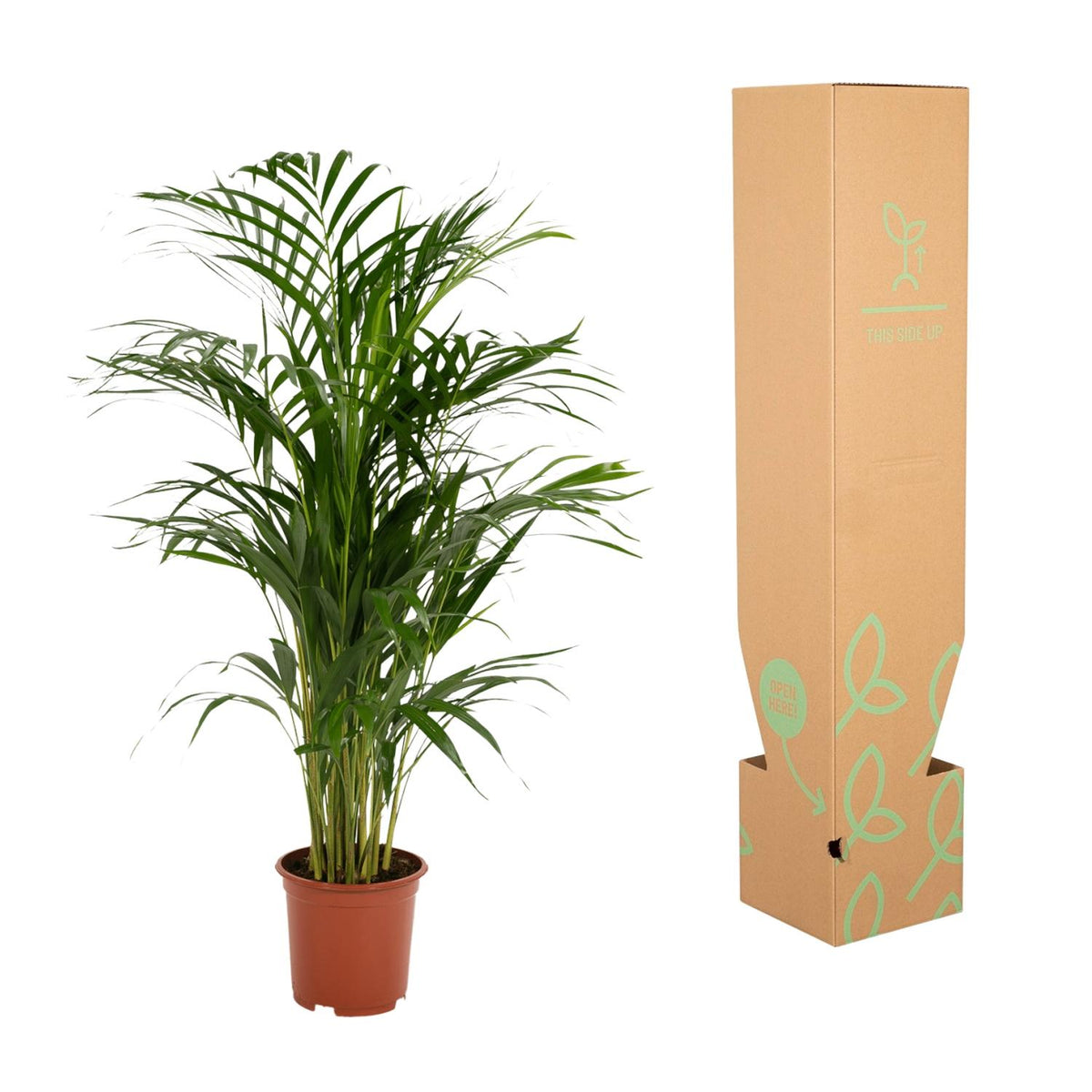 Areca palm (Dypsis) – Ø17 cm, 70 cm hoog