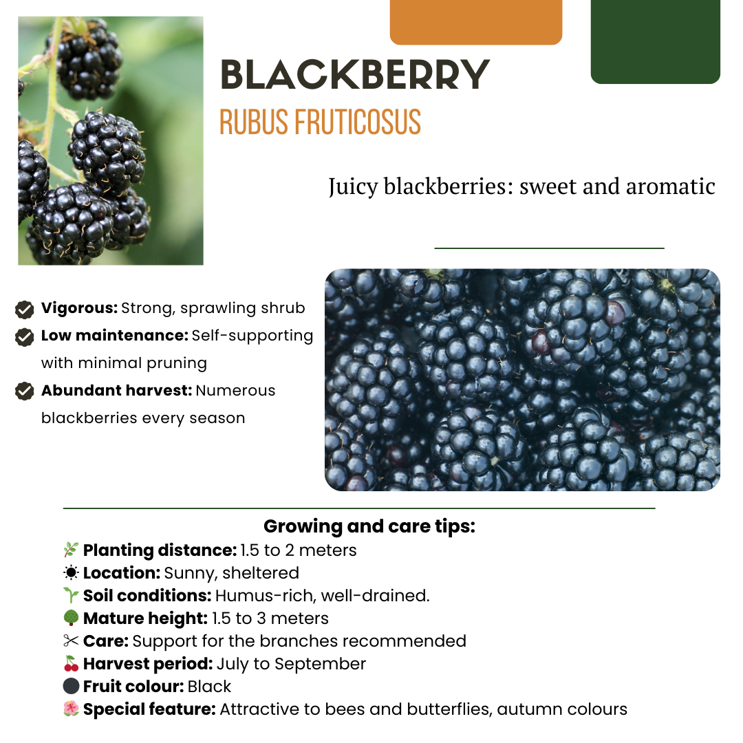 Braam (Rubus fruticosus) biologisch – 3 planten, Ø13 cm, 20 cm hoog