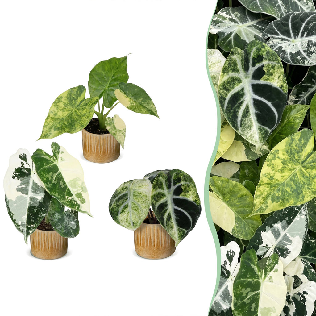 3× Baby Alocasia Tricolour Variegata (elephant ear) incl. Linnea Honey – Ø6 cm, 5–15 cm tall