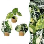 3× Baby Alocasia Tricolour Variegata (elephant ear) incl. Linnea Honey – Ø6 cm, 5–15 cm tall