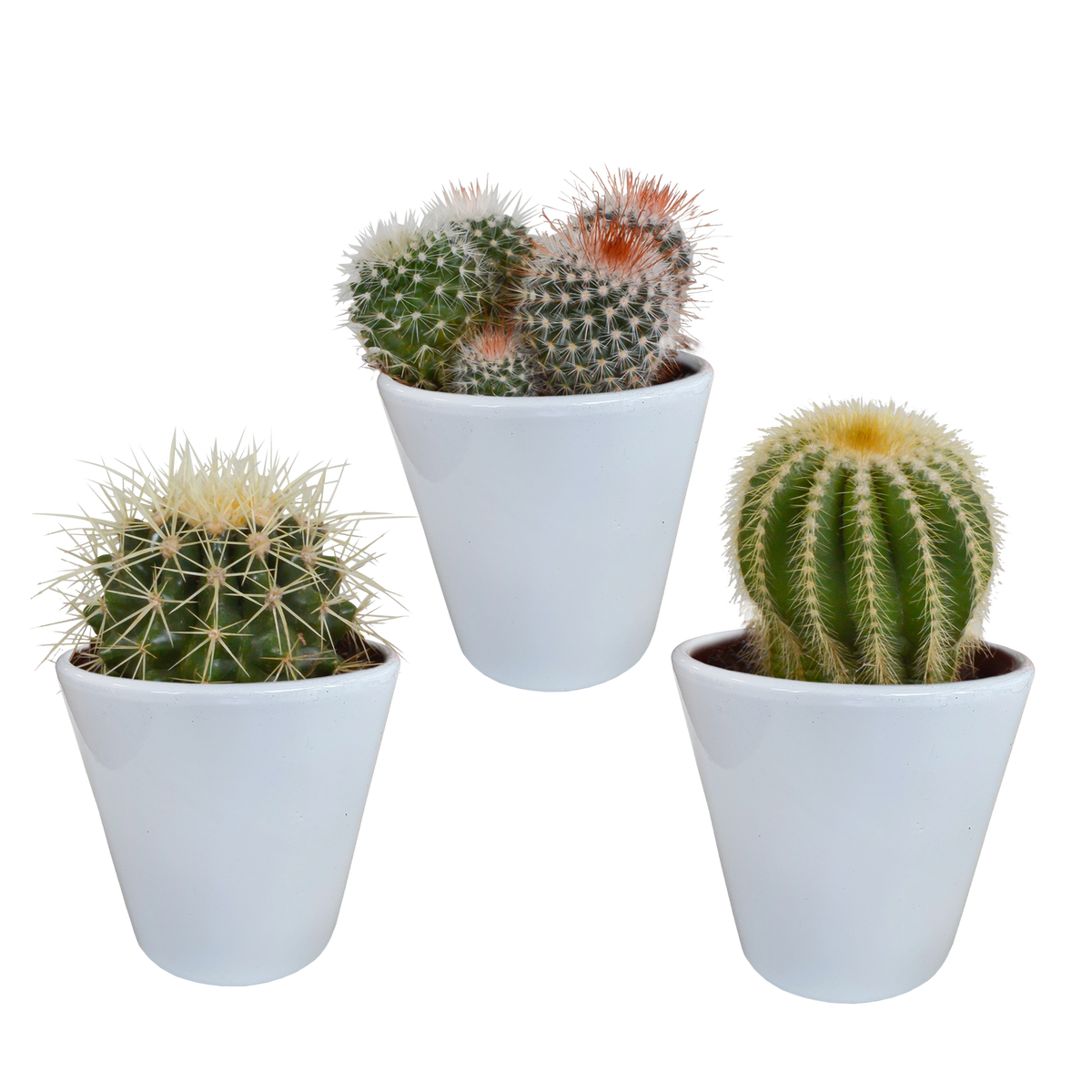 3× Mix de cactus globulaires (Cactaceae) en pot blanc – Ø10 cm, 16 cm de haut