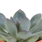 15× Mélange de cactus et plantes grasses (Cactaceae) – Ø6 cm, 13 cm de haut