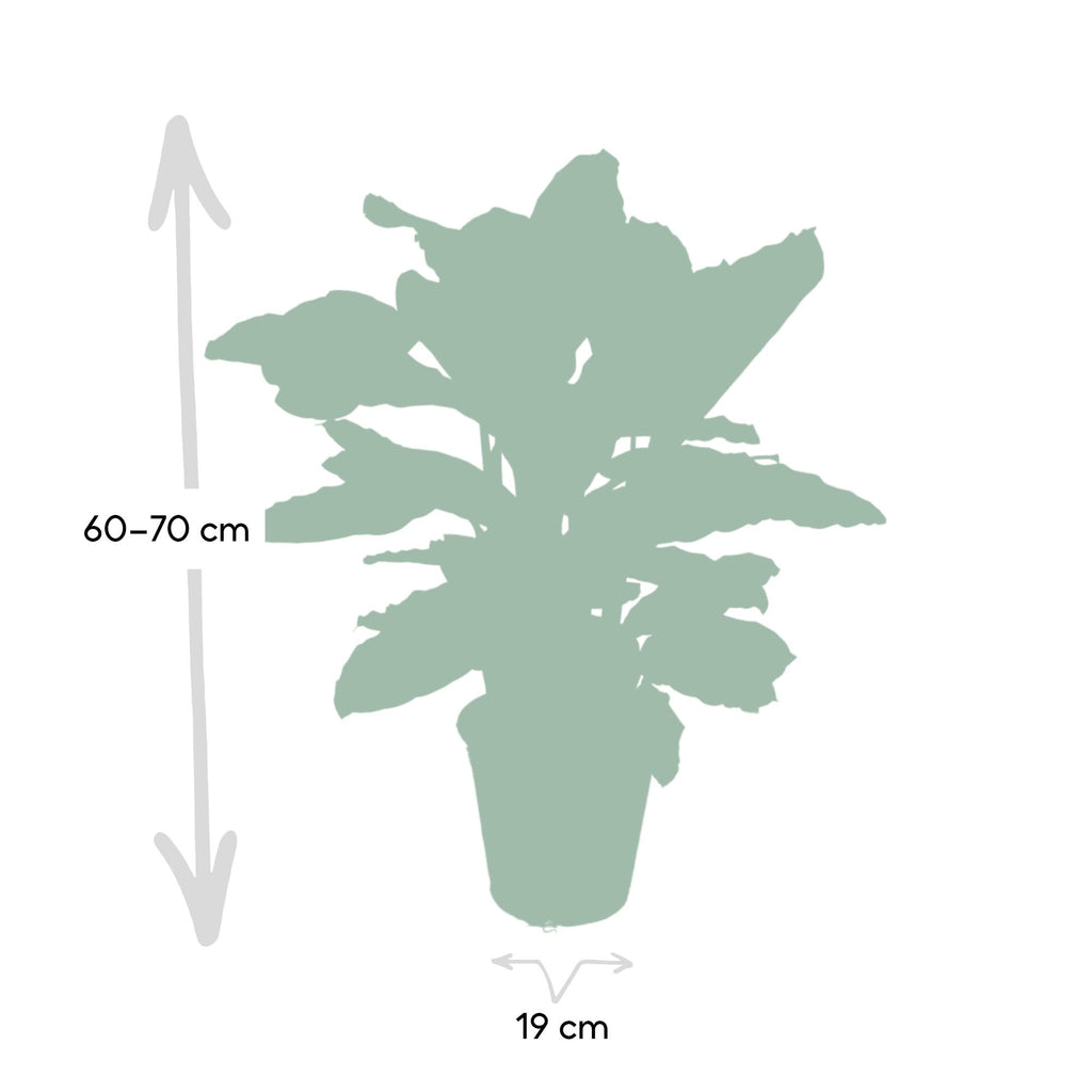 Calathea zebrina – Ø19 cm, 75 cm de haut