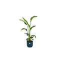 Strelitzia nicolai (white bird of paradise) in Vibes Fold Round decorative pot blue – Ø22 cm, 100 cm high
