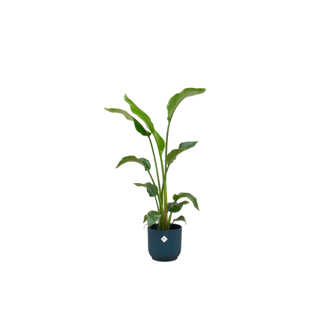 Strelitzia nicolai (weiße Paradiesvogelblume) im Vibes Fold Round-Übertopf blau – Ø22 cm, 100 cm hoch