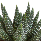 Mélange Gasteria/Haworthia en pot en terre cuite – Ø6 cm, 13 cm de haut