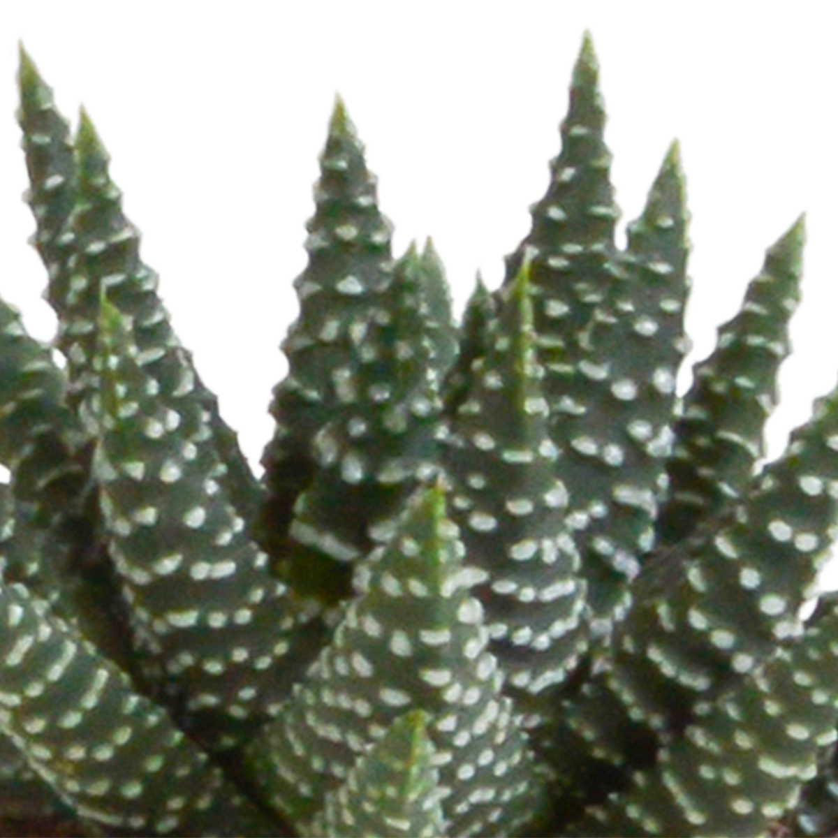 Mélange Gasteria/Haworthia en pot en terre cuite – Ø6 cm, 13 cm de haut