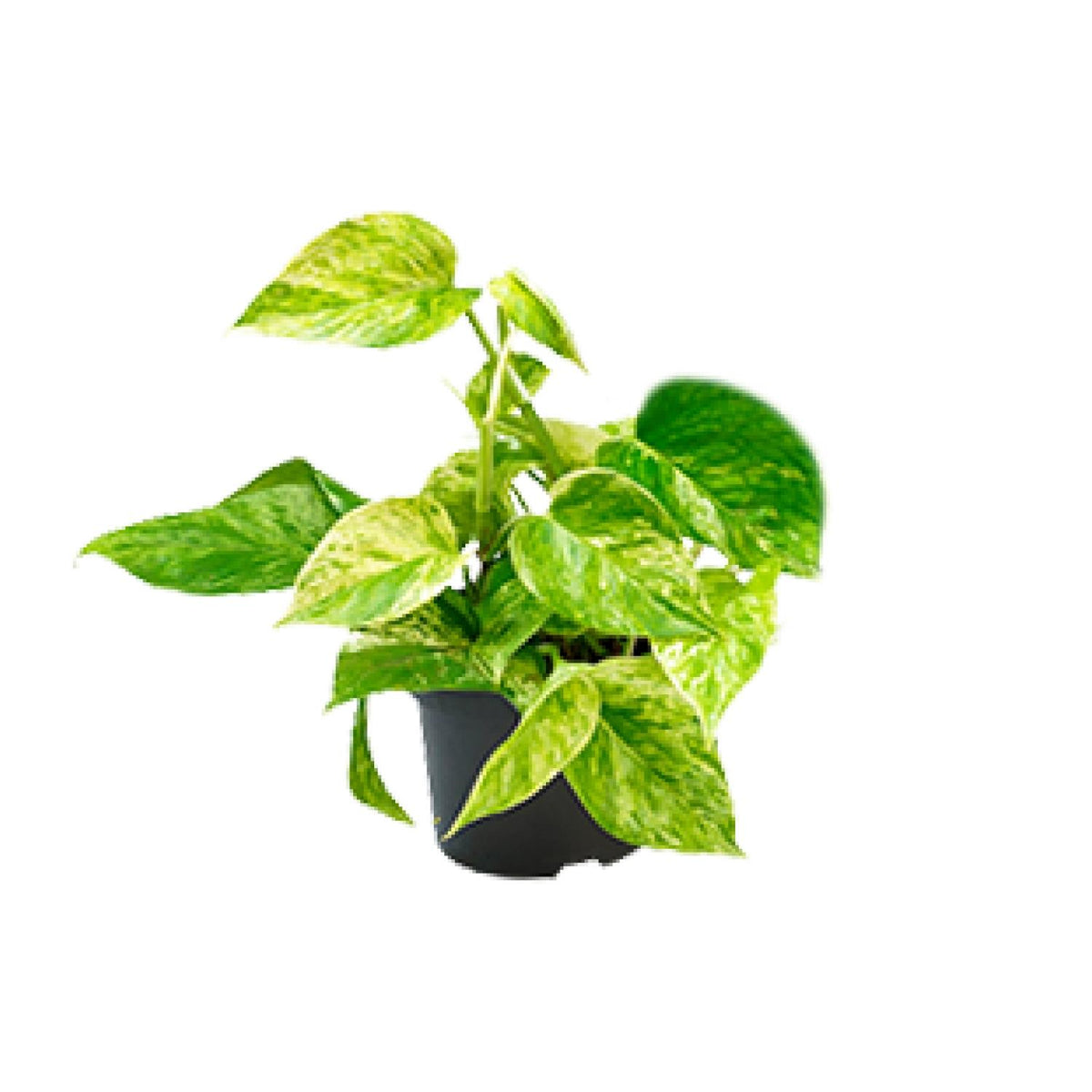 Epipremnum Marble Queen (scindapsus) – Ø15 cm, 25 cm høj