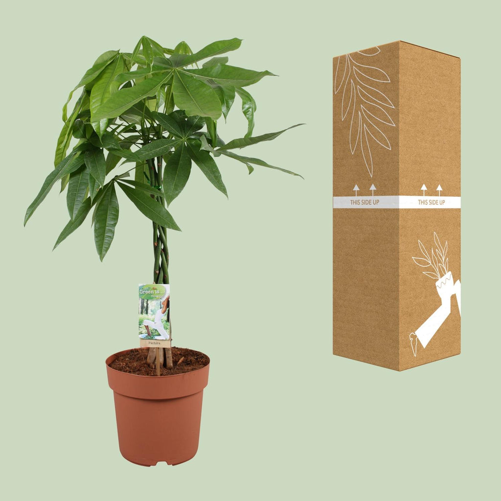 Pachira aquatica (geldboom) – Ø21 cm, 90 cm hoog
