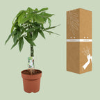 Pachira aquatica (geldboom) – Ø21 cm, 90 cm hoog