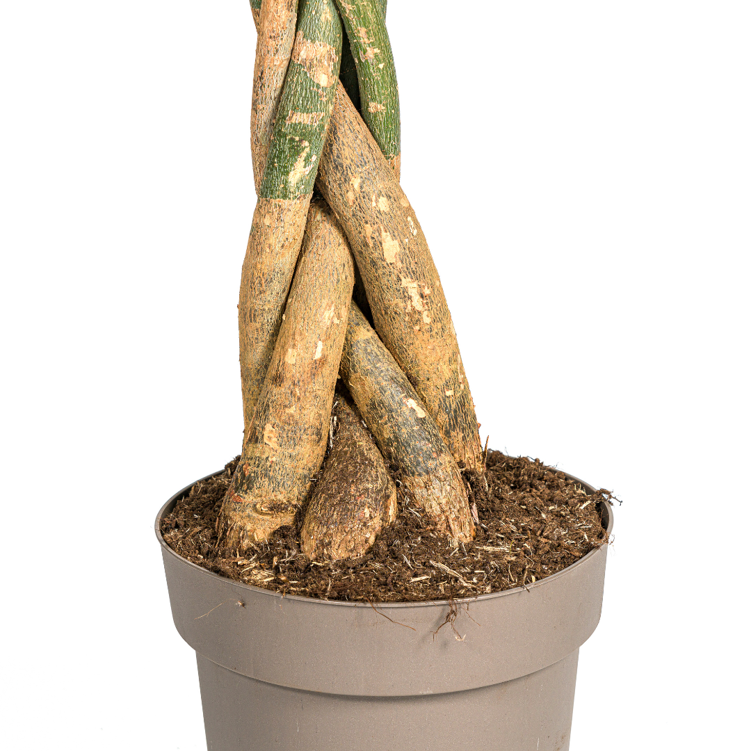 Pachira aquatica (geldboom) – Ø30 cm, 160–180 cm hoog