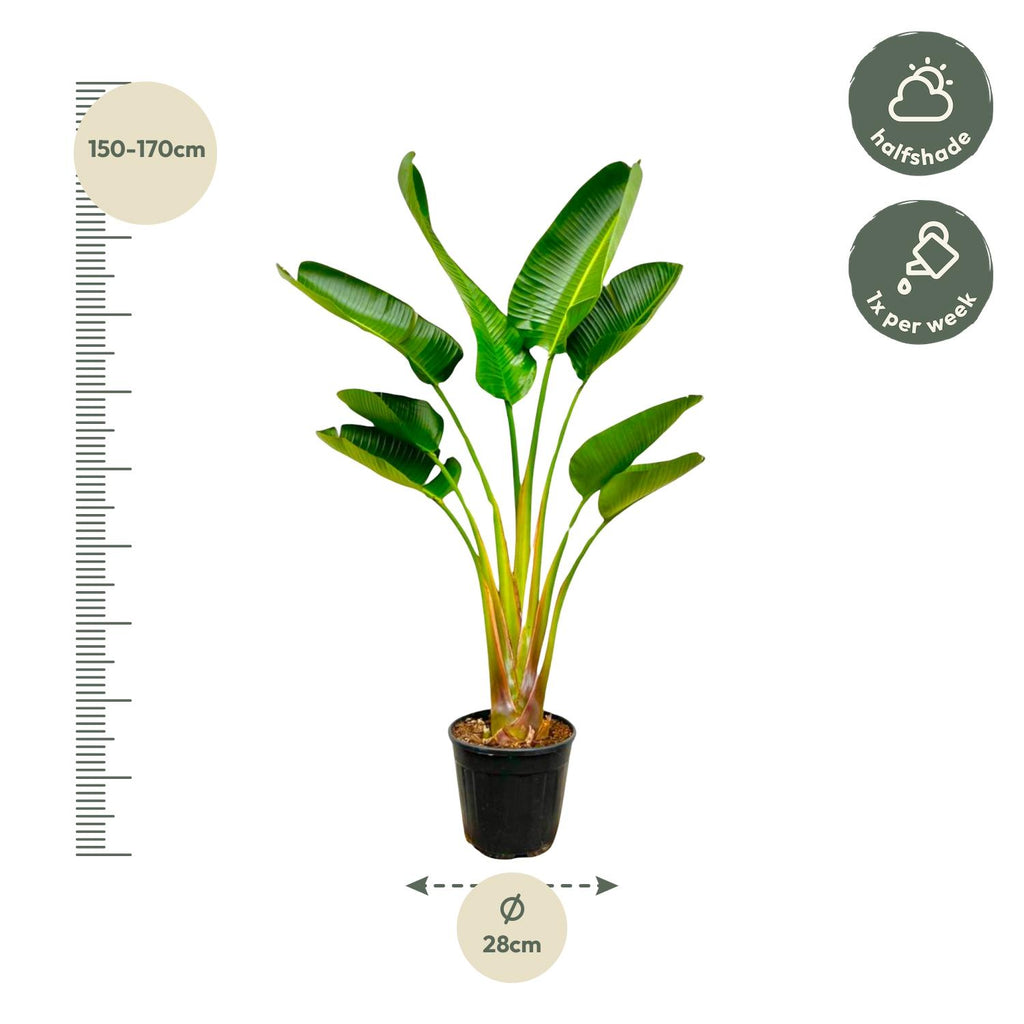 Strelitzia Augusta (paradijsvogelbloem) – Ø21 cm, 160 cm hoog