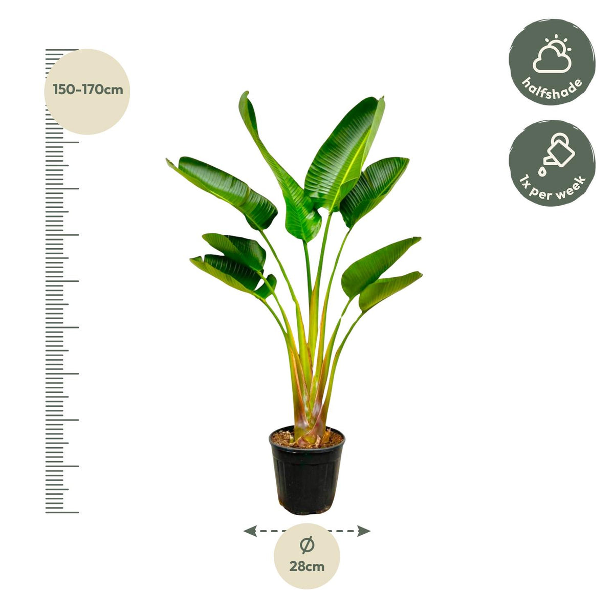 Strelitzia Augusta (paradijsvogelbloem) – Ø21 cm, 160 cm hoog