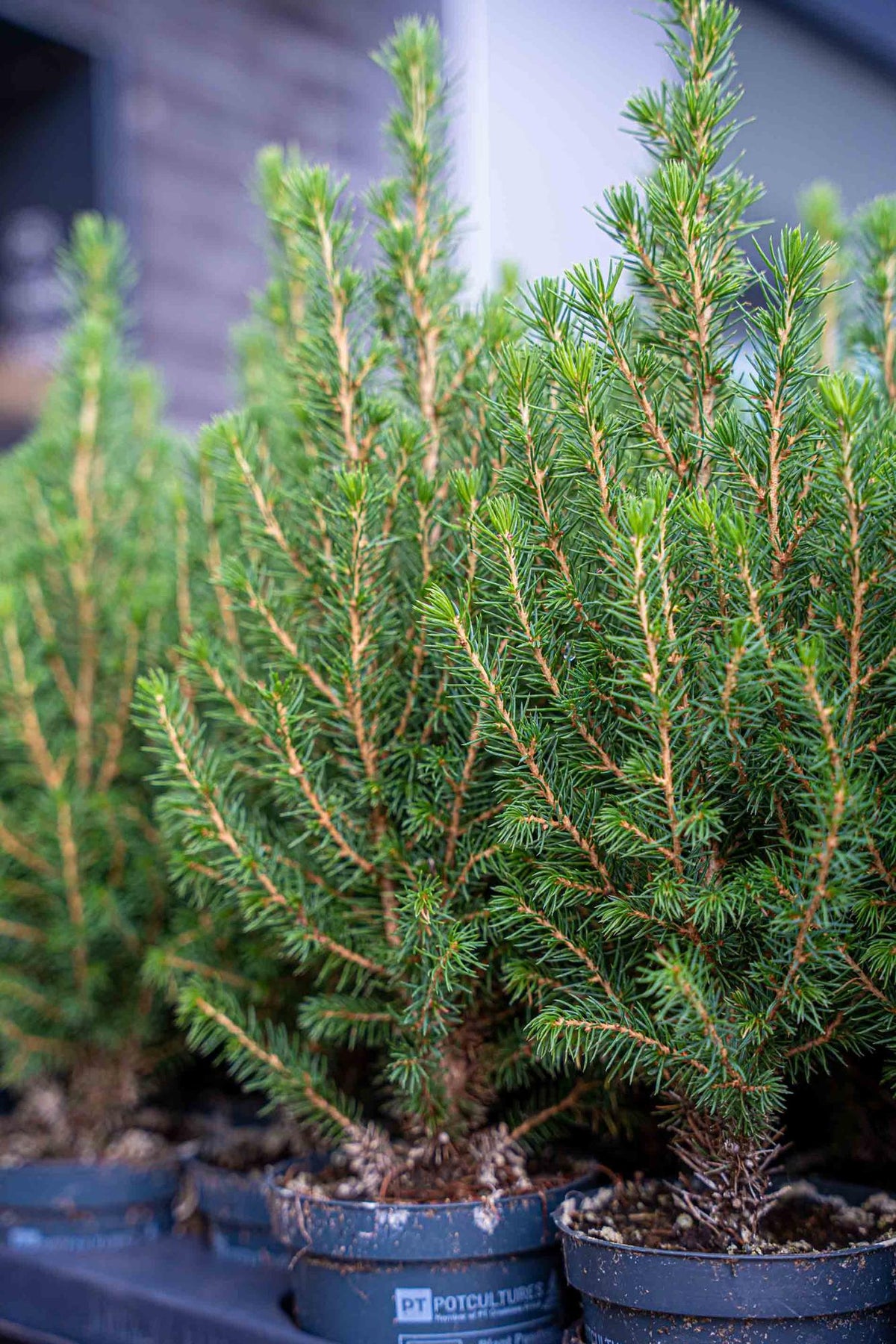 Chamaecyparis (petit sapin de Noël) – Ø9 cm