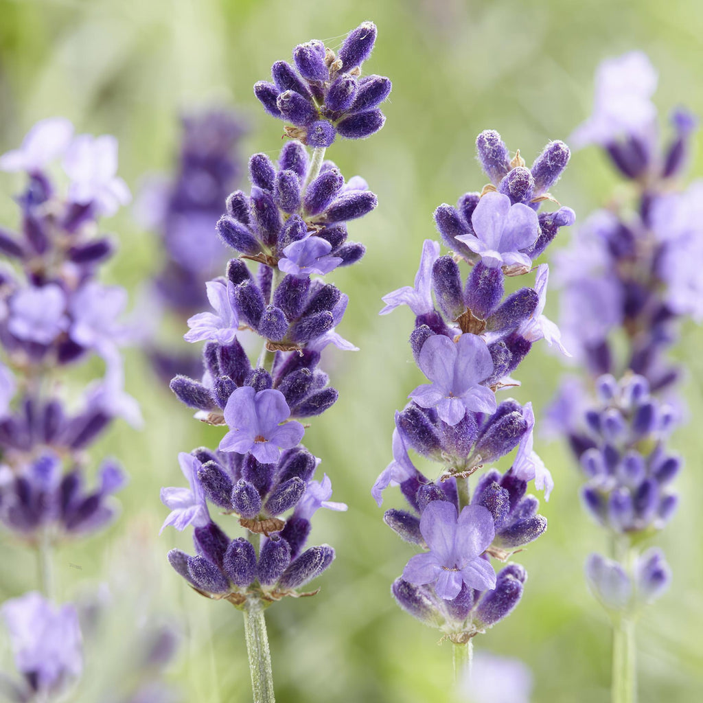 Lavandula 'Hidcote' (lavendel) – 48 planten, Ø9 cm, 10–25 cm hoog