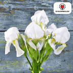 Iris 'Alaska' – 25 bulbes