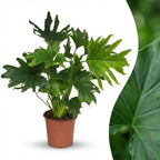 Philodendron Lickety split – Ø19 cm, 70 cm de haut
