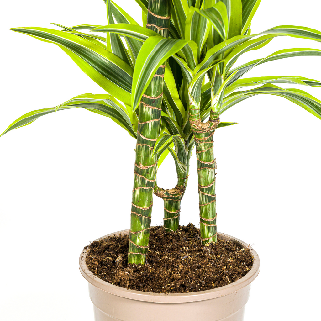 Dracaena Deremensis Lemon Lime (drakenboom) – Ø21 cm, 90–110 cm hoog