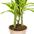 Dracaena Deremensis Lemon Lime (drakenboom) – Ø21 cm, 90–110 cm hoog