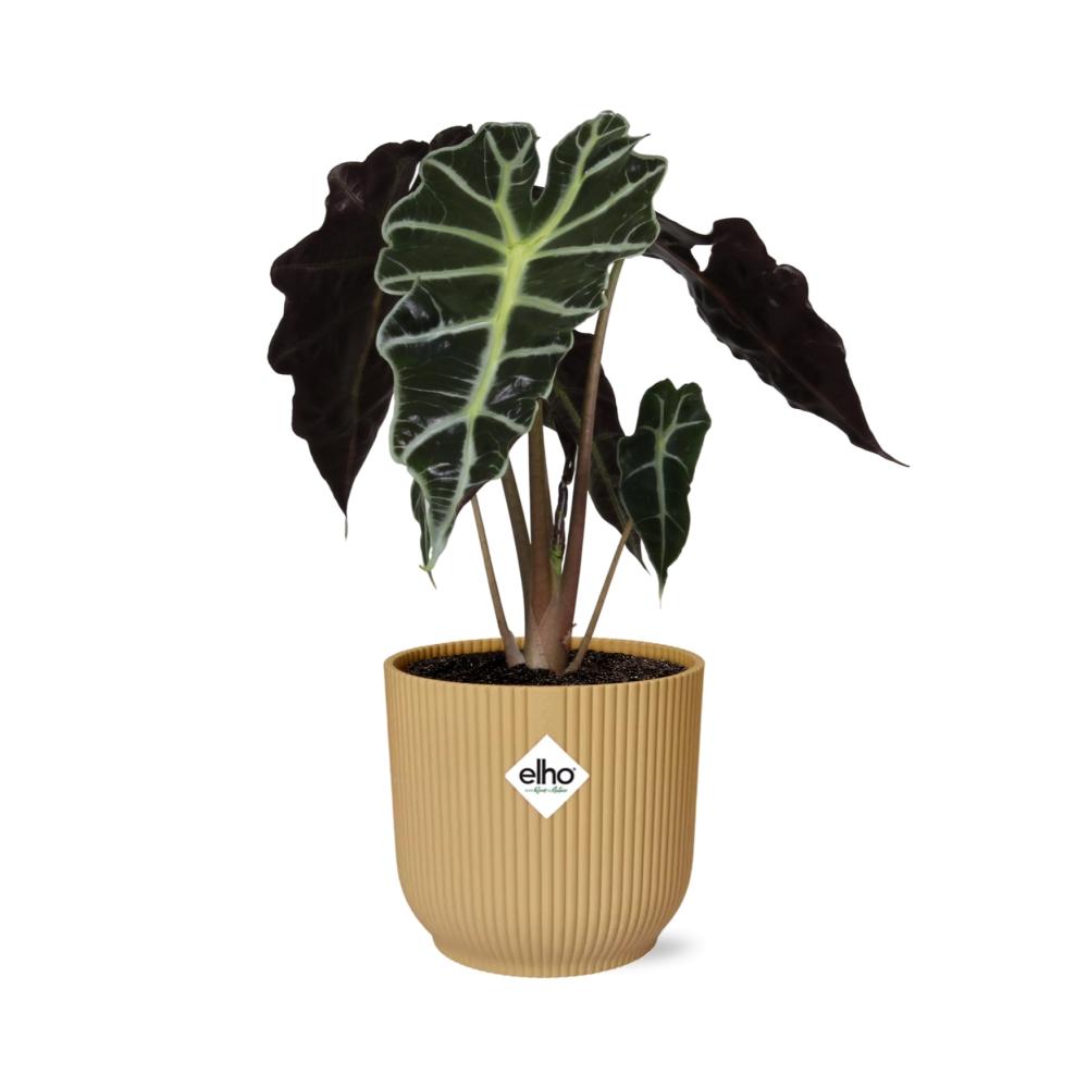 Alocasia ‘Polly’ in ELHO Vibes Fold 14cm geel (olifantsoor) – 45 cm hoog
