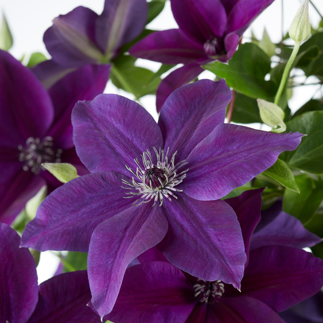 Clematis 'Double Up Barnadine + Masa' (bosrank) – Ø23 cm