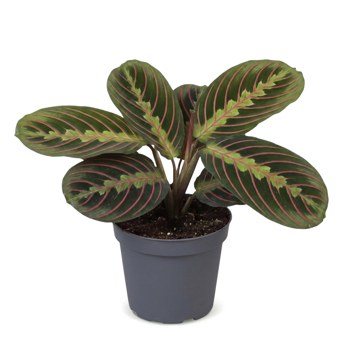 Maranta Fascinator Tricolor (plante prieuse) – Ø6 cm, 12 cm de haut