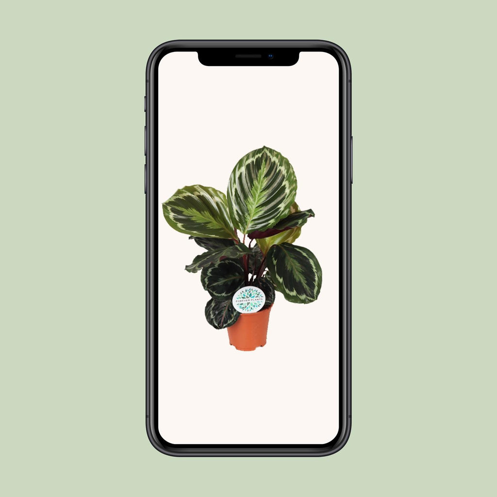 Calathea Medallion – Ø14 cm, 45 cm hoog