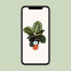 Calathea Medallion – Ø14 cm, 45 cm hoog