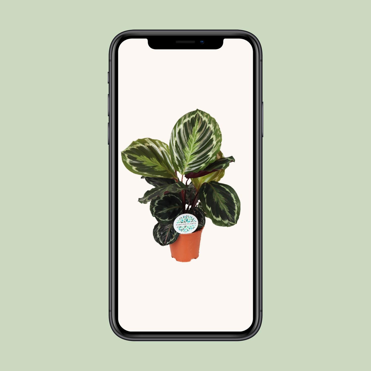 Calathea Medallion – Ø 14 cm, 45 cm hoch