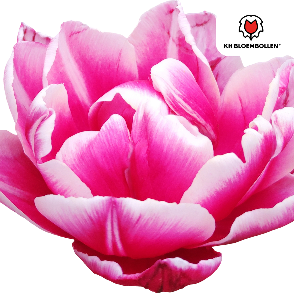 Tulip 'Columbus' – 20 flower bulbs (bulb size 11/12) – photo 5