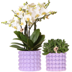 Set de plantes Poppy violet dans des pots décoratifs – 1 cm de haut