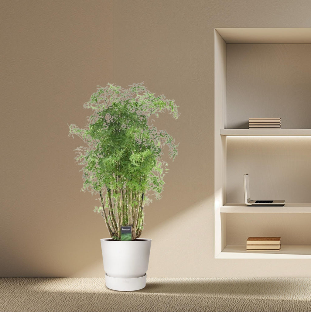 Polyscias Hawaiiana Ming (aralia) – Ø24 cm, 90 cm de haut