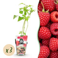 Rubus idaeus 'Ottawa' (Himbeere) – 3 Pflanzen, Ø9 cm, 35 cm hoch