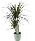Dracaena marginata (Drachenbaum) – Ø 17 cm, 70 cm hoch