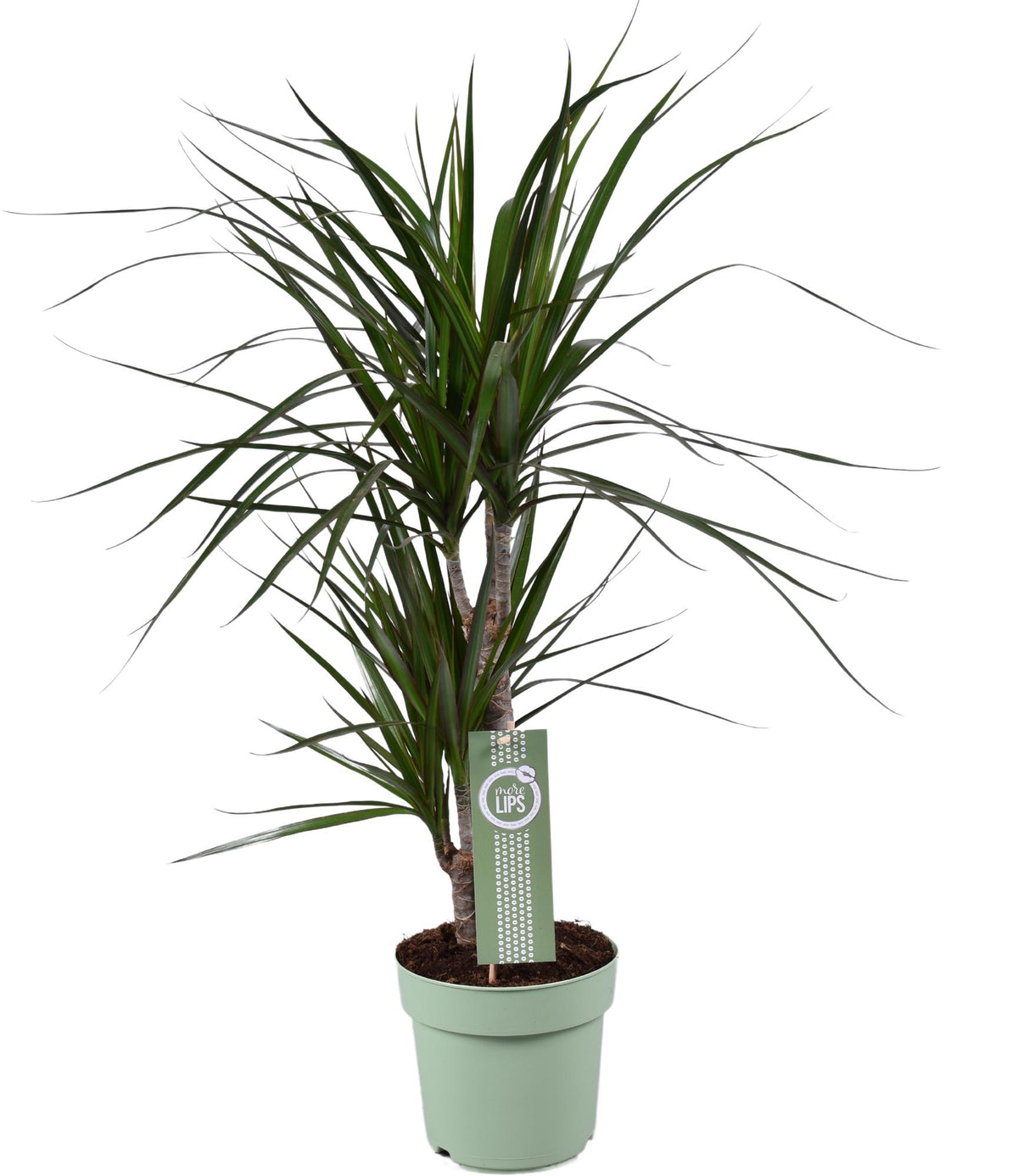 Dracaena marginata (Drachenbaum) – Ø 17 cm, 70 cm hoch