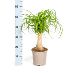 Beaucarnea recurvata stem (elephant foot) – Ø17 cm, 40–60 cm high