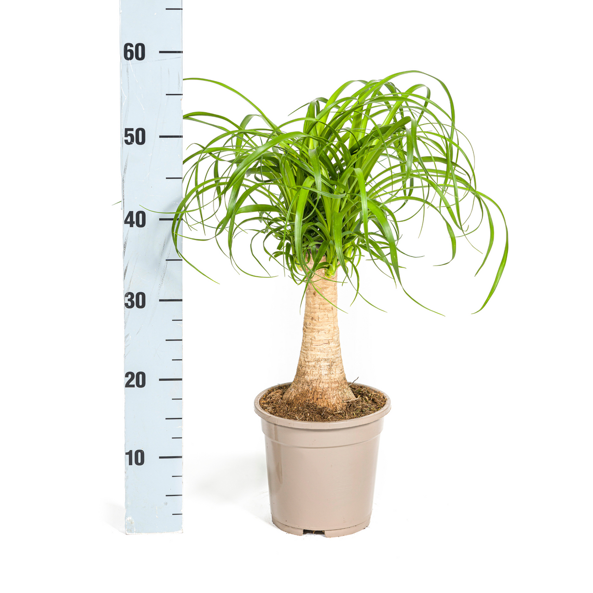 Beaucarnea recurvata stem (elephant foot) – Ø17 cm, 40–60 cm high – photo 6