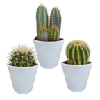 Mélange de cactus (Cactaceae) en pot blanc – Ø10 cm, 18 cm de haut