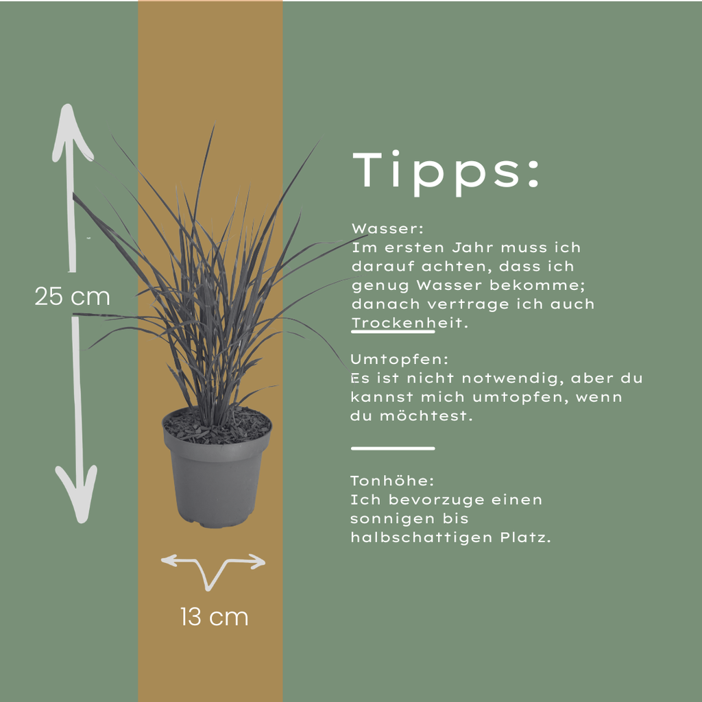 Miscanthus sinensis 'Zebrinus' (prachtriet) – 3 planten, Ø12 cm