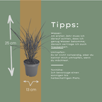 Miscanthus sinensis 'Zebrinus' (prachtriet) – 3 planten, Ø12 cm