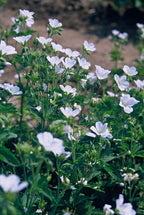 Geranium sanguineum 'Album' (cranesbill) – 48 plants, Ø9 cm, 10–25 cm high