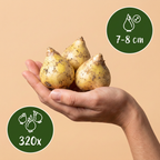 Mélange de jacinthes espagnoles (Hyacinthoides hispanica) – 320 bulbes (calibre 7/8)