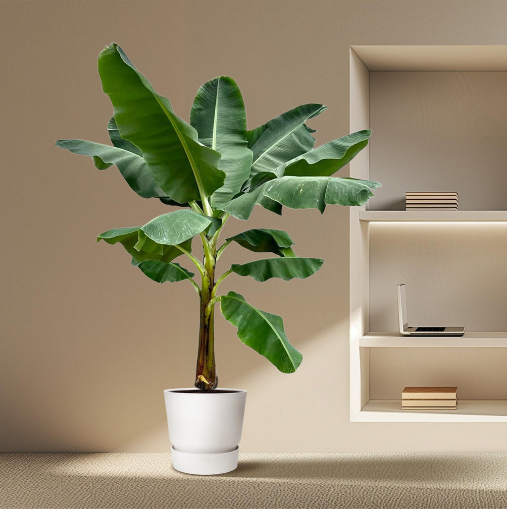 Musa (bananenplant) – Ø30 cm, 250 cm hoog