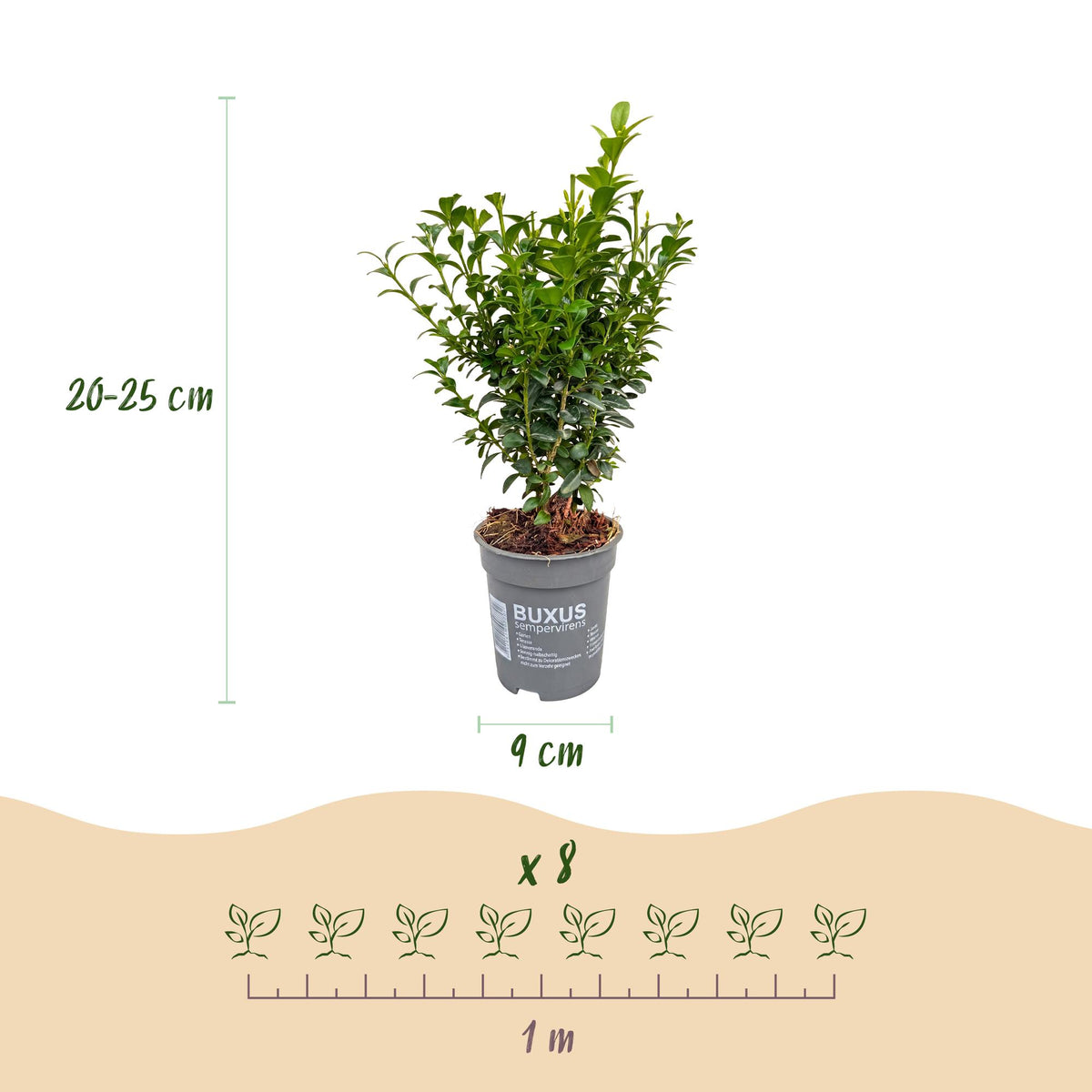 Buxus sempervirens (Buchsbaum) – 16 Pflanzen, Ø 9 cm, 20–25 cm hoch