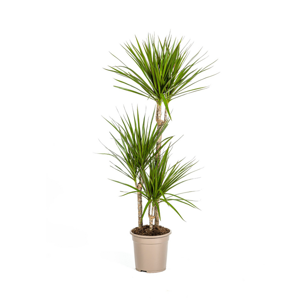 Dracaena marginata Green (Drachenbaum) – Ø 21 cm, 110–130 cm hoch